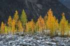 Alpine Larches (Larix lyallii) in autumn color North Cascades-Washington State Art Print
